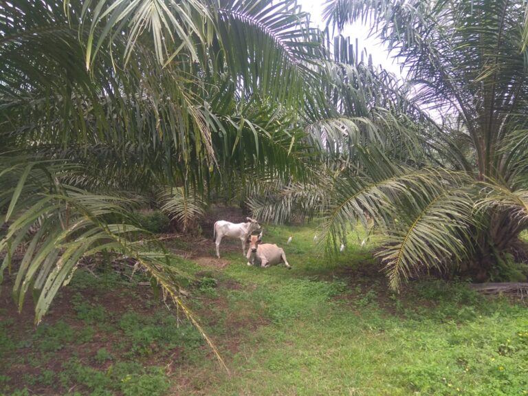 Hewan Ternak Berkeliaran di Areal Tanaman Muda Kelapa Sawit Afd III PN4 DOI