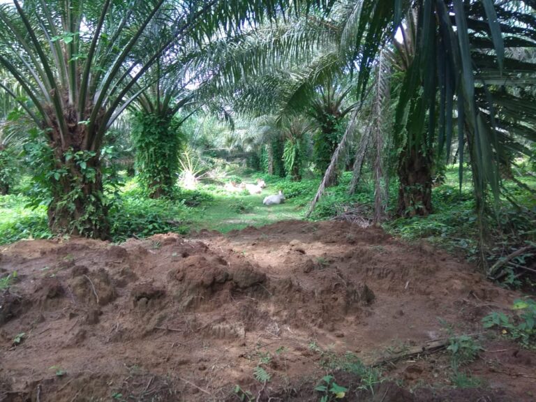 Tanaman Kelapa Sawit Afd III Dan IV Kebun Laras Tak Terawat