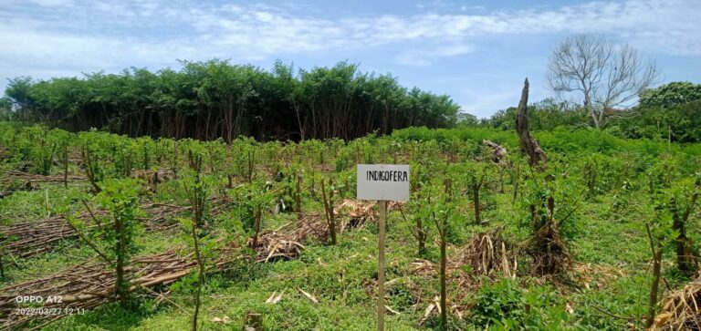 Diatas Lahan Kebun, Diduga Terdapat Usaha Pakan dan Ternak Pribadi Milik Pejabat PN4 Unit Sidamanik
