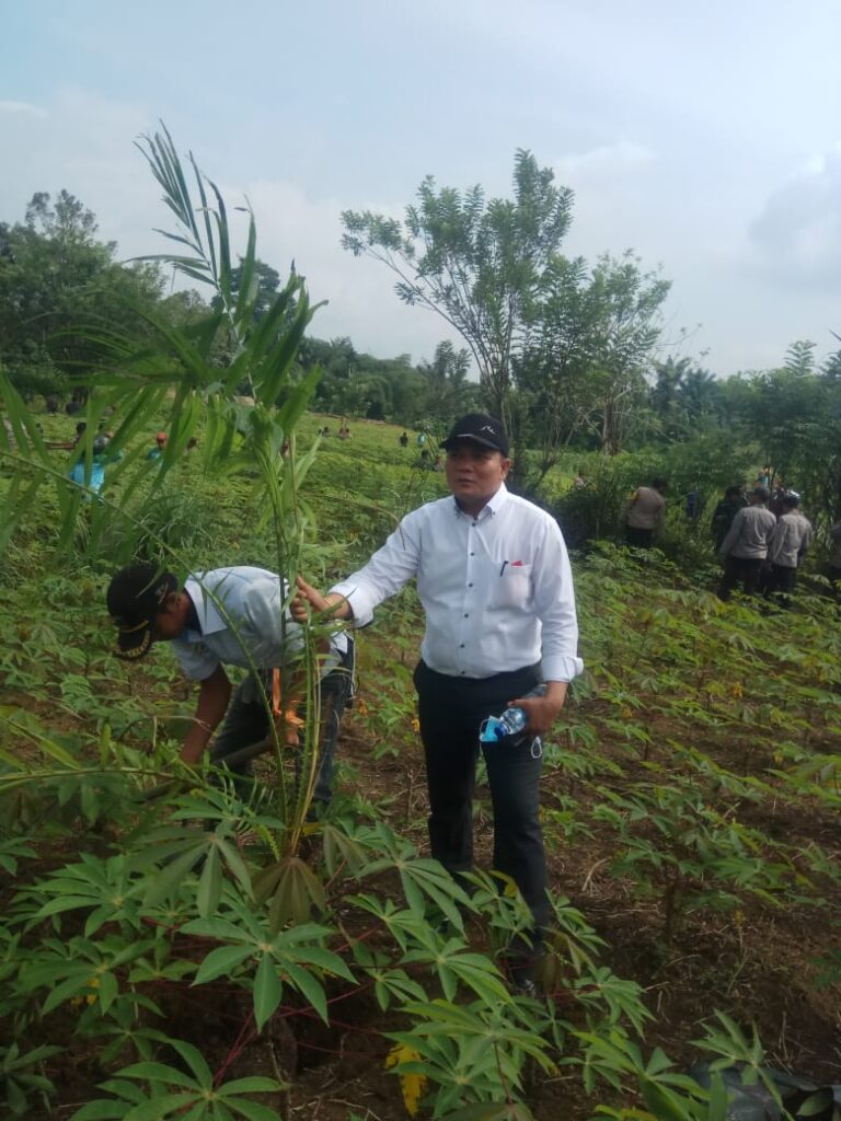 Pihak Unit Kebun Bangun Lakukan Penanaman Ulang di Atas Lahan Bekas Garapan
