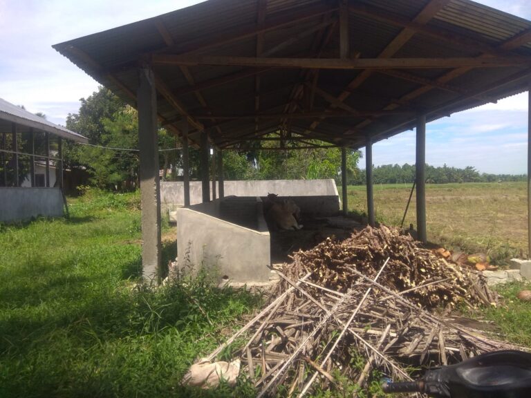 Bantuan lembu Provinsi Sumut Tahun 2019 di Kandangan Raib