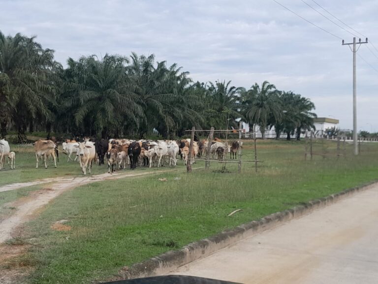 Ternak dan Tanaman Ubi Warnai Kawasan Industri Sei Mangkei Standart Internasional