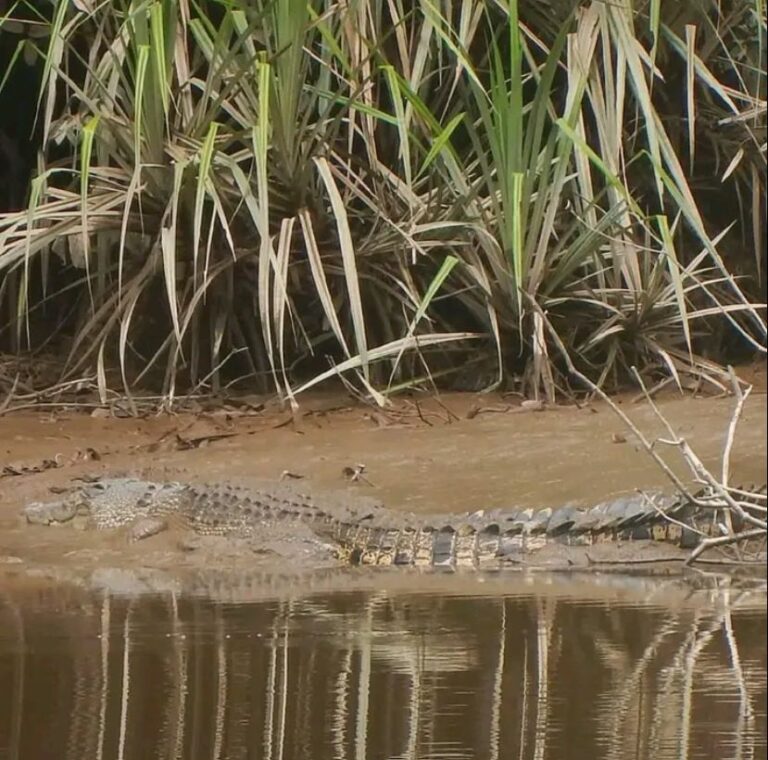 Buaya Lepas PB IMABARA Pinta Pihak Penangkar UD. Alian Ruswan Diperiksa