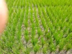 Kondisi padi akan Hancur jika tanggul Irigasi tidak segera diperbaiki