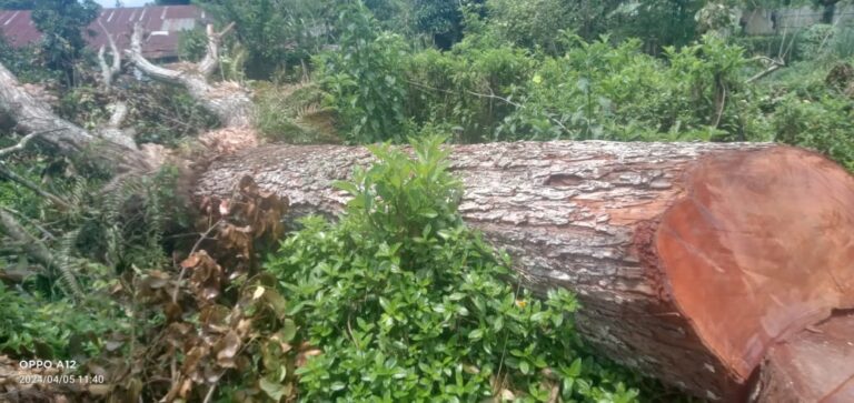 Ketua SPBUN PTPN 4 Tebang Sejumlah Pohon Hutan Pelindung Tanpa Surat Ijin, Polisi Harus Menangkap