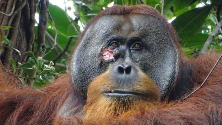Orang Utan Asal Sumatera Mengobati Luka Sendiri Menggunakan ‘salep alami’