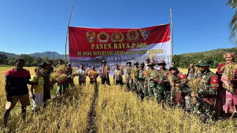 Satgas Yonkav 6/Naga Karimata Panen Raya Di Perbatasan Netemnanu