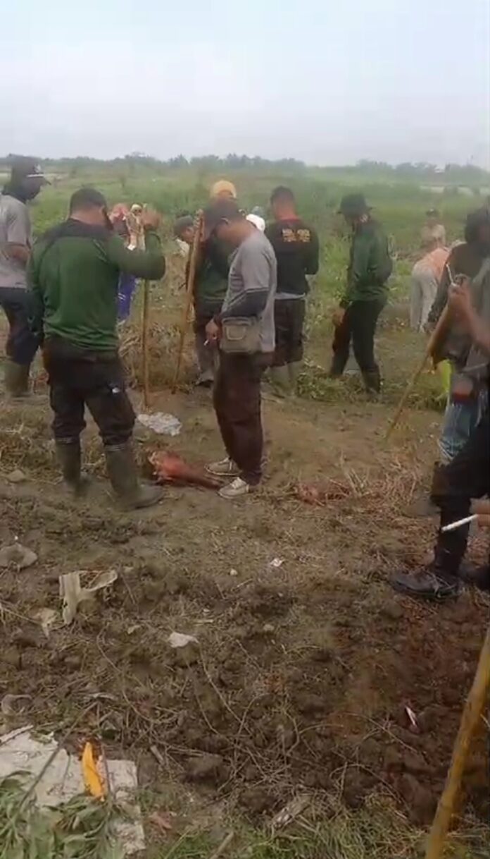 Warga Futasi di Gurilla kembali menanam Tanaman Palawija kemudian tanaman dirusak pengaman yang menyebut diri Pam Swakarsa PTPN III Kebun Bangun