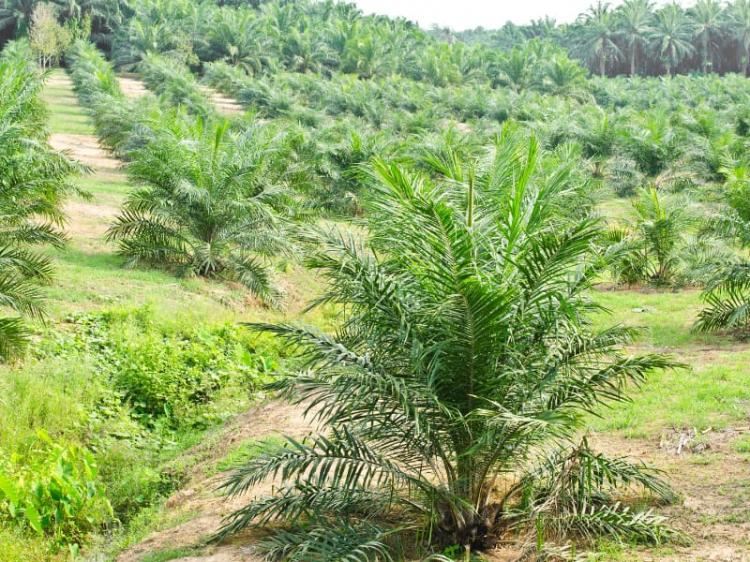 PTPN IV Sidamanik Konversi Teh Menjadi Sawit Di Era RHS 
