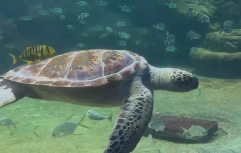 Ratusan Wisatawan Kunjungi Sea World Ancol pada Hari Terakhir Libur Nataru