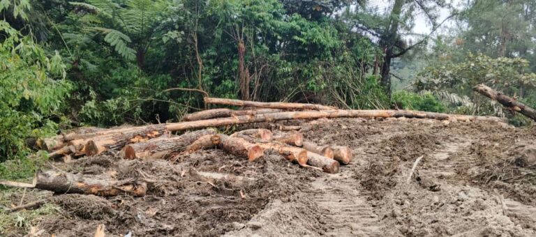 Pohon Pinus Dijembatan Sisera-sera di Rambah